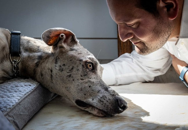 Do Dogs Know They’re Dying in 2025? Vet‑Reviewed Insights into Pet Awareness 🐶💭