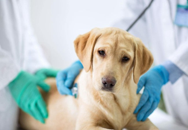Dog Ate a Hand Warmer? 2025 Vet Guide on What to Do 🩺🐶