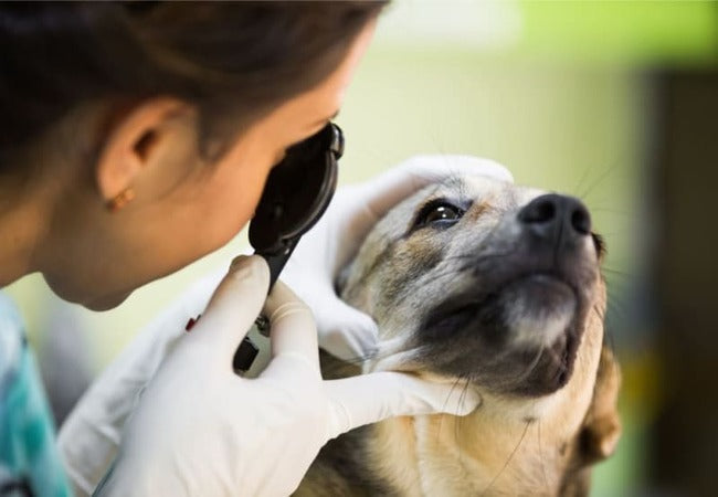 🐾 Dog Cataract Surgery 2025: Expert Veterinary Guide by Dr Duncan Houston BVSc 🩺