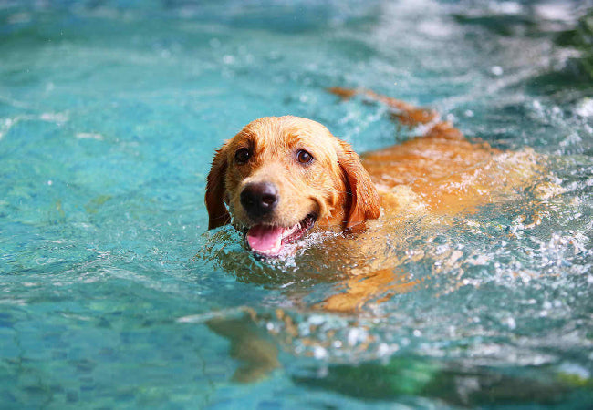 Dog Drowning & Near‑Drowning in 2025: Vet‑Backed Guide  🩺💧