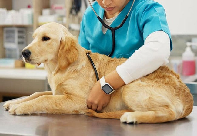 Dog Intestinal Blockage in 2025: Vet-Backed Guide  🐾🚨