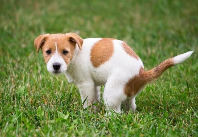 Dog Pooping Blood in 2025: Vet-Approved Guide  🩺🐶