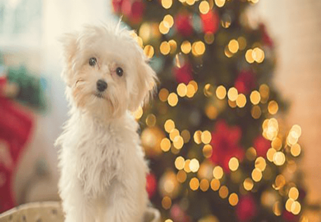 Dog‑Proofing Your Christmas Tree: Vet‑Approved 2025 Safety Guide 🩺🐶