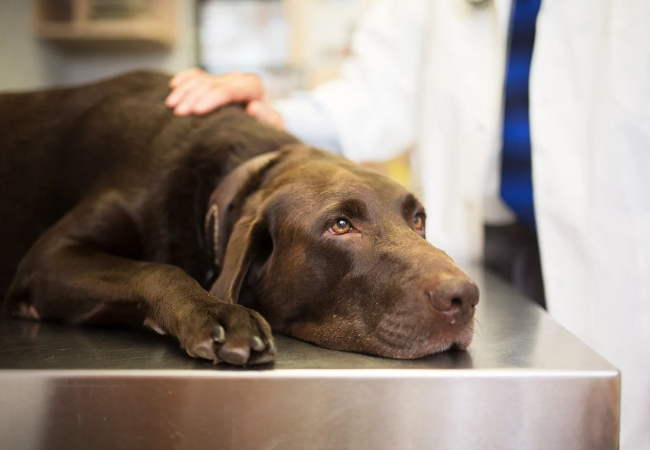 Dog Spay Surgery in 2025: Vet‑Approved Guide to Risks, Recovery & Benefits 🩺🐶