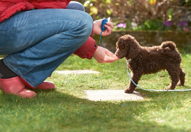 Training Older Dogs: Unlock Their Hidden Potential