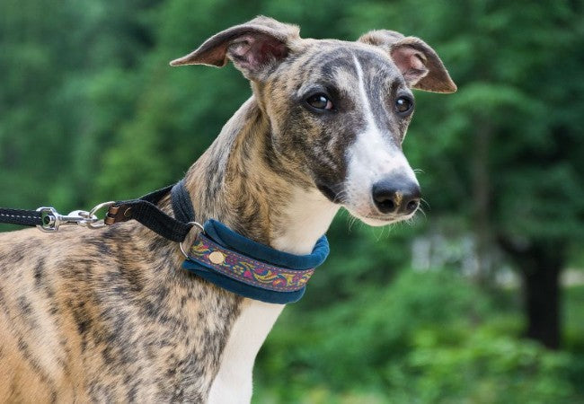 Greyhound 2025 Guide: Temperament, Care & Training 🐶