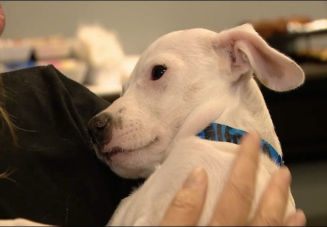 Grill Safety for Dogs: Vet Approved Tips to Keep Your Pup Safe in 2025 🩺🐶