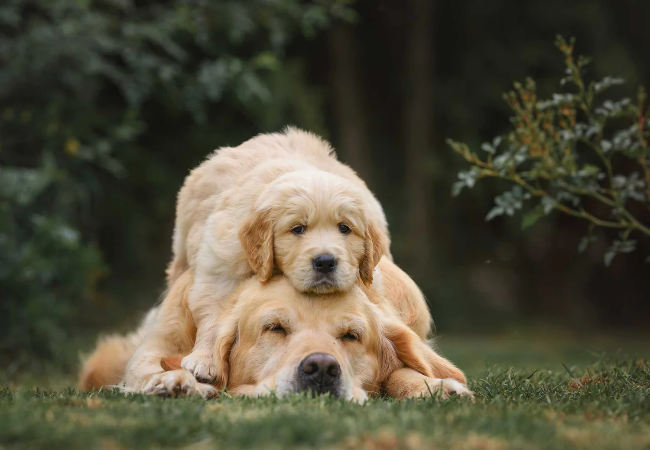 Growth in Dogs: Vet’s 2025 Guide to Puppy Development Stages & Milestones 🐾