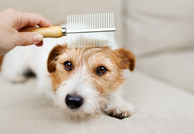 Handle Fleas on Dogs 2025: Vet Approved Removal & Prevention 🐶🛡️