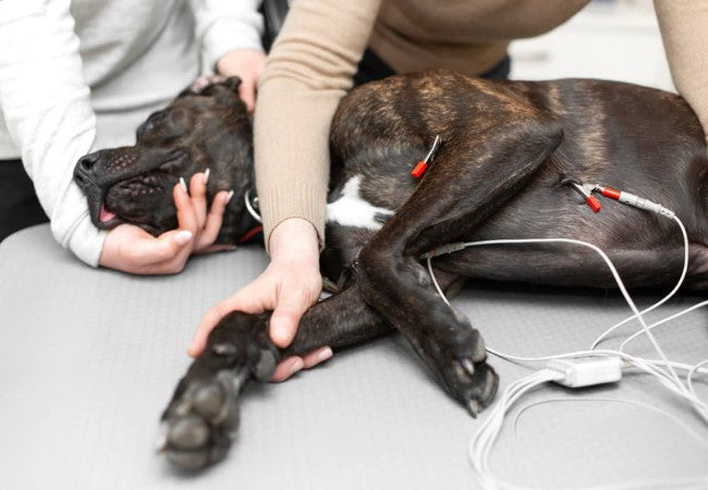 Heart Attacks in Dogs Vet’s 2025 Guide– Recognition & Emergency Care 💔