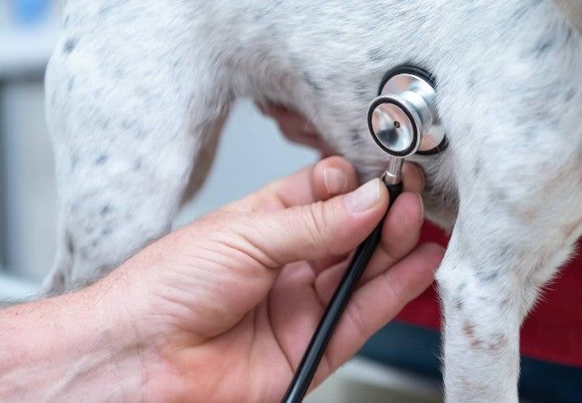 Heart Murmurs in Dogs: 2025 Vet Guide by a Vet 🩺🐶