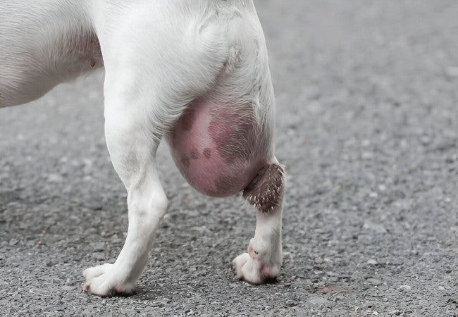 Hemangiopericytoma in Dogs: A 2025 Vet-Approved Guide to Symptoms, Diagnosis & Treatment🐾🩺