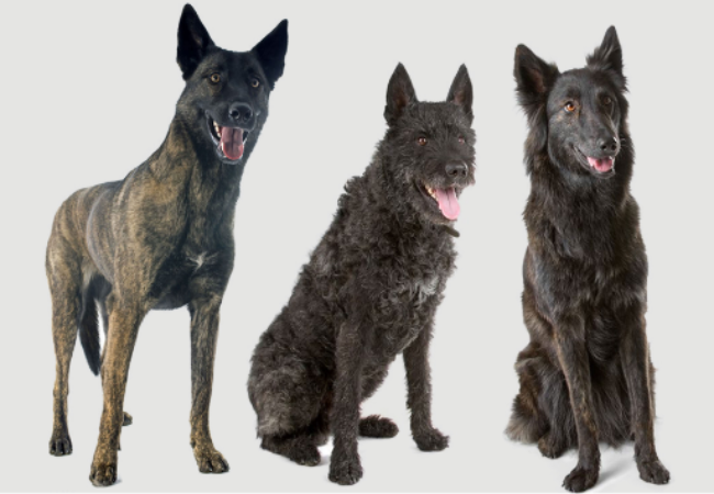 Hereditary Non‑Inflammatory Myopathy in Dogs Vet Guide 2025 🐾