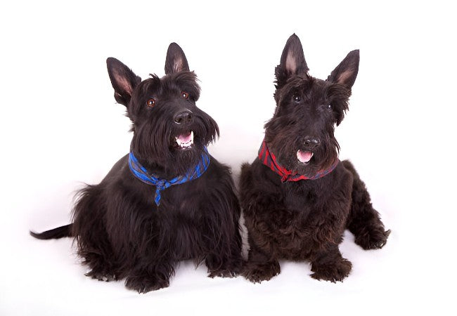 Hereditary Scotty Cramp in Scottish Terriers – Vet‑Led Guide 2025 🐾