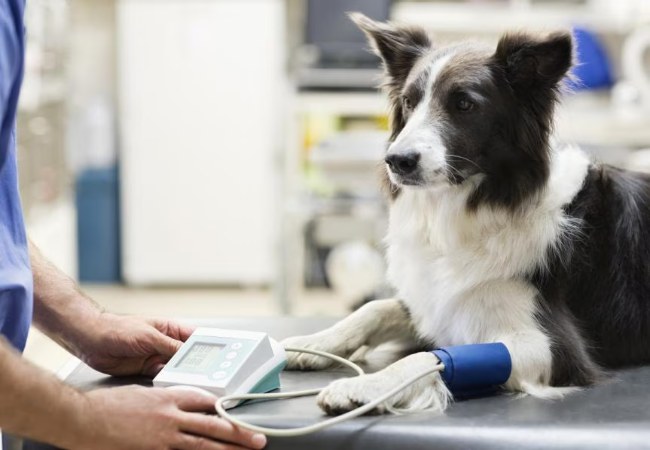 Veterinary Guide to High Blood Pressure in Dogs 2025 ⚕️🐕