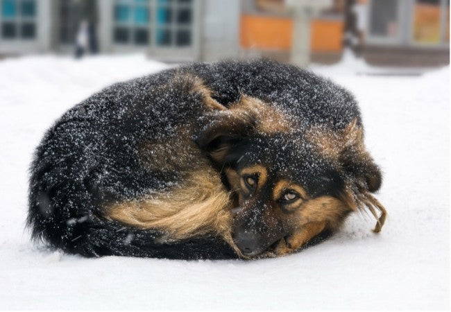How Cold Is Too Cold for Dogs? Vet‑Approved Winter Safety Tips for 2025 🩺🐶
