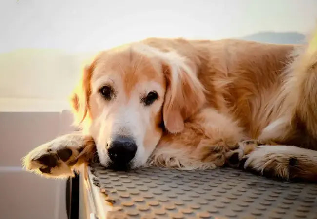 How Dog Behavior Changes with Age in 2025 – Vet‑Approved Senior Care & Insights 🐶🕰️