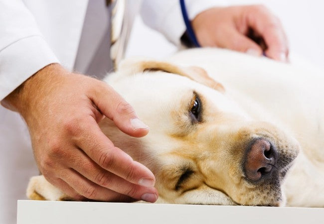 How Pets Boost Our Mental Health: Vet-Backed Insights for 2025 🩺🐶