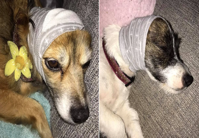 How to Calm Your Dog During Fireworks 2025: Vet‑Approved Tips & Tools🩺🐾