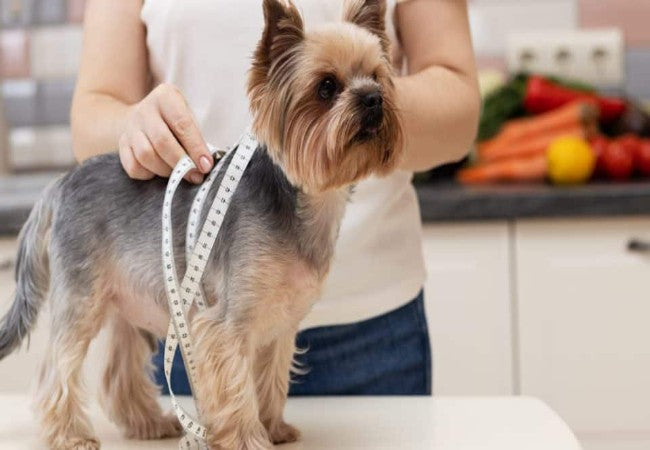 How to Help Your Dog Lose Weight: Vet‑Approved Tips for 2025 🩺🐶