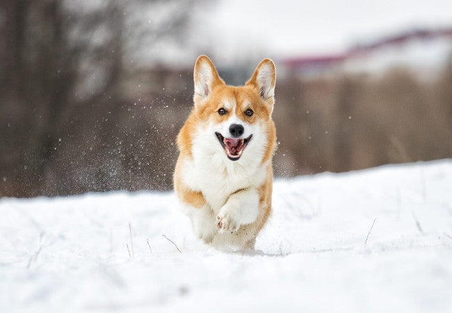 How to Keep Dogs Warm in Winter: Vet‑Approved 2025 Guide 🩺🐶