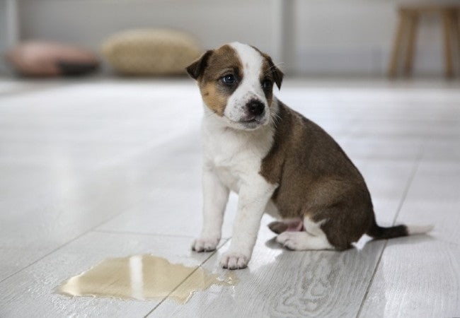 How to Potty Train an Older Dog 2025: Vet Supported Routine & Success Tips 🐾