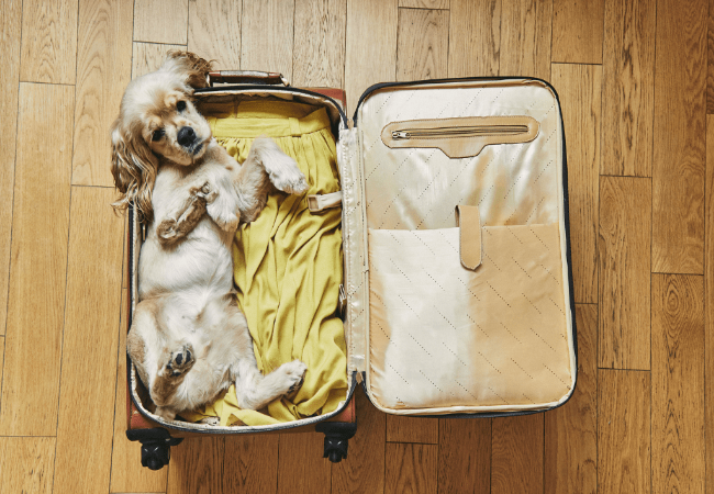 How to Quarantine Your Pet: Vet‑Approved 2025 Guide to Keep Everyone Safe 🏠🐾