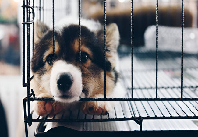2025 Vet Guide: How to Stop Your Puppy Crying in the Crate đ¶đ
