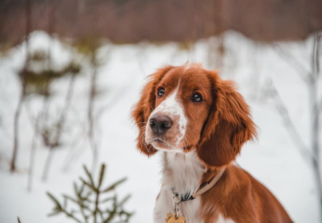 How to Teach Your Dog to Go to the Bathroom in Snow or Rain in 2025 – Vet‑Approved Guide 🐶❄️🌧️