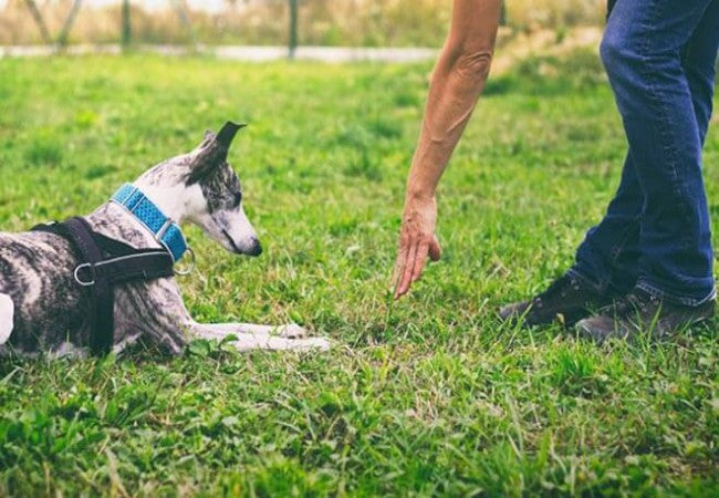 How to Teach Your Dog to Lie Down Anywhere: A Vet Approved 2025 Training Guide 🐶🐾