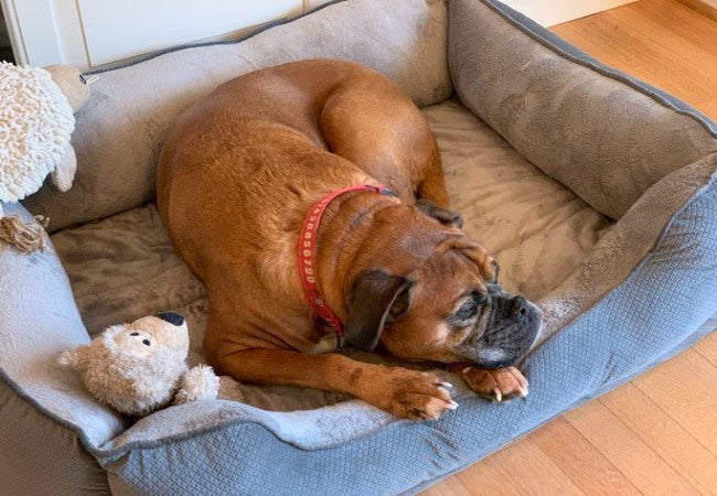 How to Wash Your Dog’s Bed: Vet Approved Tips for 2025 🐶🛏️