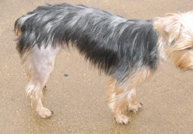 Hyperestrogenism in Dogs – Vet Guide 2025 🐶⚕️🩺