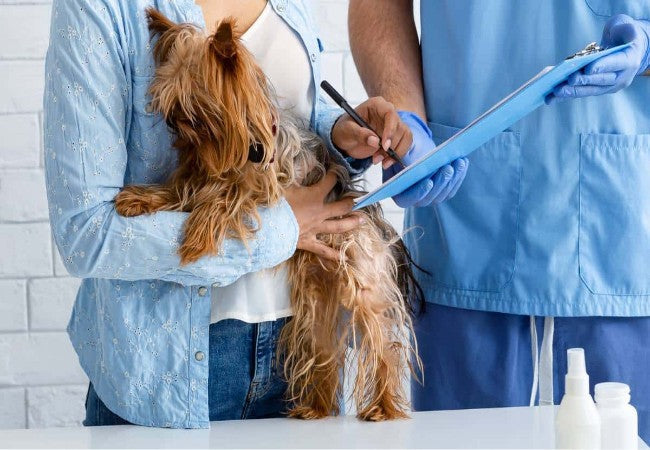 Is Pet Insurance Worth It in 2025? Vet‑Approved Pros, Cons & Smart Considerations 🩺🐶