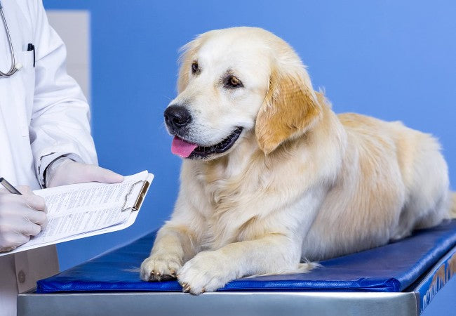 Leptospirosis in Dogs: Vet‑Approved Causes, Symptoms & Prevention for 2025 🩺🐶