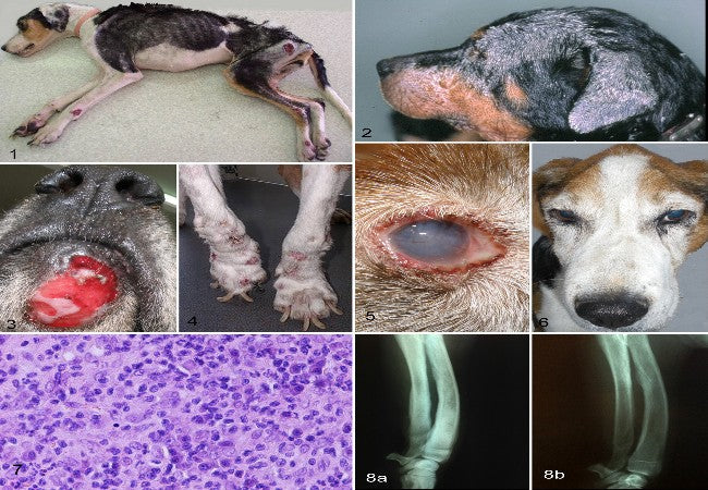 Lymphomatoid Granulomatosis in Dogs: A 2025 Vet-Approved Guide to Symptoms, Diagnosis & Treatment🐶🧬