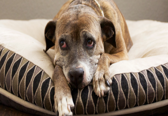 Making Dogs Throw Up Safely: Vet’s 2025 Guide to Home Induction & When to Seek Help 🐶⚠️