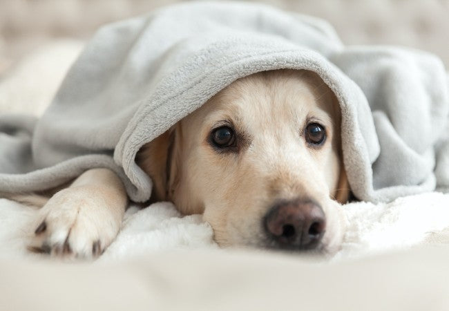 Managing Arthritis in Your Dog During Cold Weather 2025: Vet’s Natural Guide🩺🐾