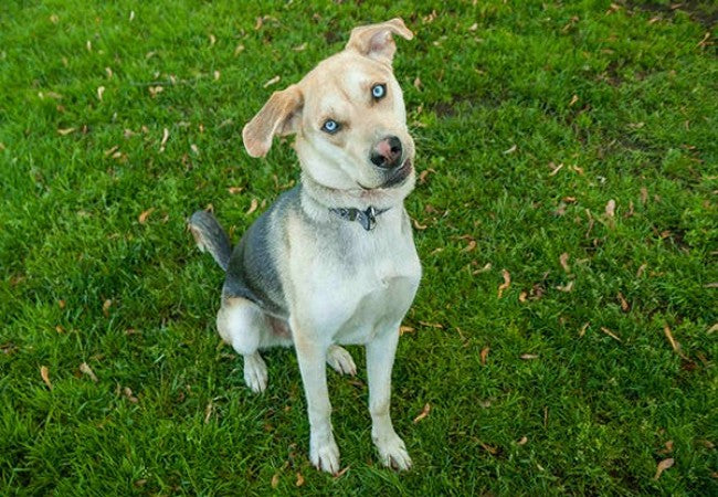 Meningoencephalomyelitis in Dogs: Vet-Approved Causes, Symptoms & Treatments (2025 Guide)🐶🩺