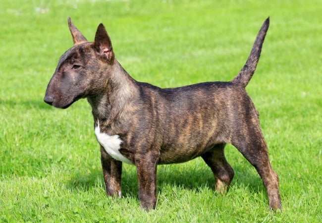Miniature Bull Terrier Breed Guide 2025: Compact Clown Prince of Terriers 🐾