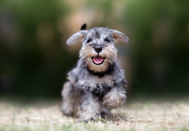 Miniature Schnauzer 2025: Spirited, Loyal & Low-Shedding Guide 🐶✨