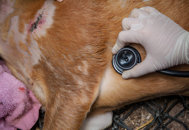 Mitral Valve Disease in Dogs – Vet Led Guide 2025 🐶❤️