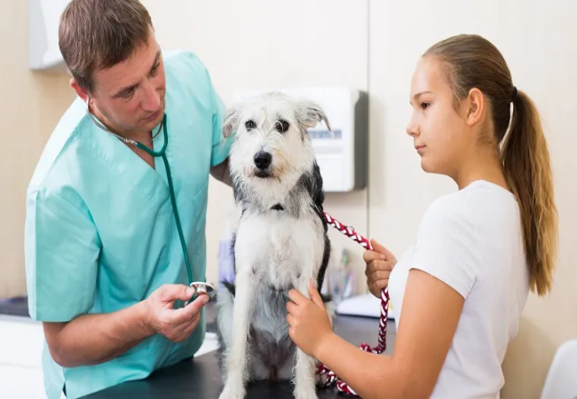 Mumps (Canine Parotitis) in Dogs – Vet Led Guide 2025 🐶💧