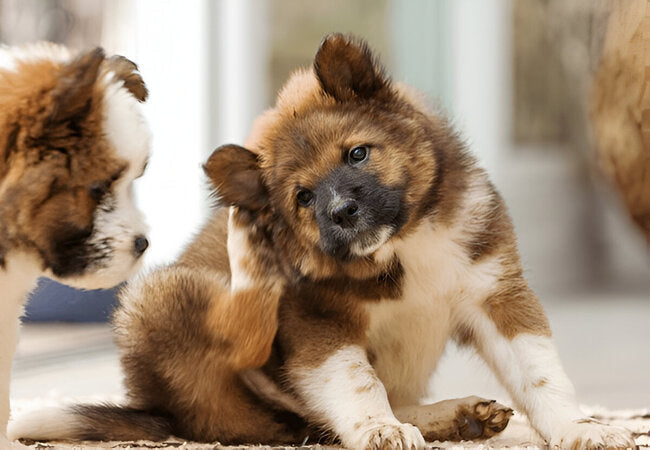 🐾 My Vet Guide 2025: Why Is My Dog Scratching Himself? Vet Insights by Dr Duncan Houston BVSc