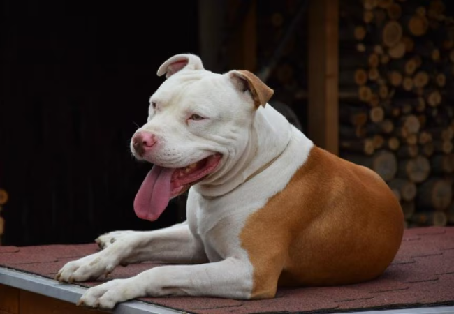 Myocardial & Cardiac Tumors in Dogs: 2025 Vet Guide 🩺🐶❤️