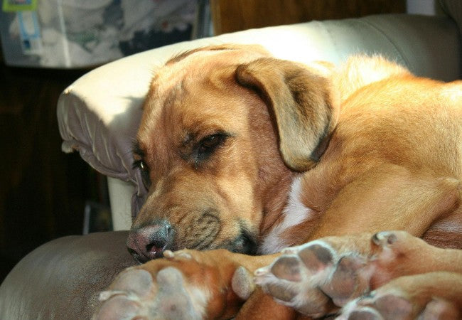 Myocarditis in Dogs: 2025 Vet Guide to Causes, Diagnosis, Treatment & Telehealth 🩺🐶❤️