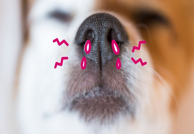 Nasopharyngeal Stenosis in Dogs – Vet‑Led Guide 2025 🐶🌬️🩺