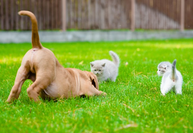 Natural Support for Dogs with Salmonella in 2025: Vet’s Guide to Prevention & Care 🐶🛡️