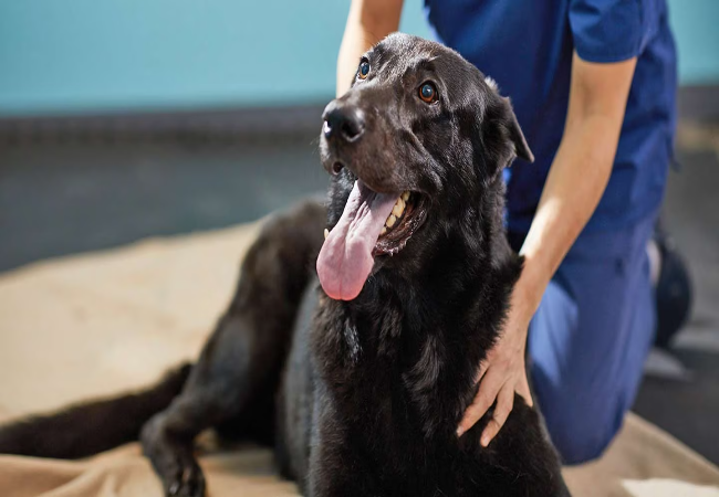 Natural Ways to Treat Arthritis in Dogs (2025): A Vet’s Holistic Care Guide 🐾🌿