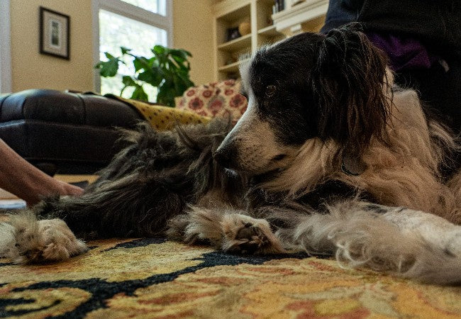 Natural Ways to Treat Arthritis in Dogs (2025): A Vet’s Holistic Care Guide 🐾🌿