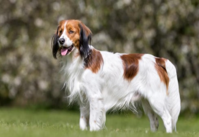 Nederlandse Kooikerhondje 2025: Charming Dutch Duck Hunter Guide 🐶✨